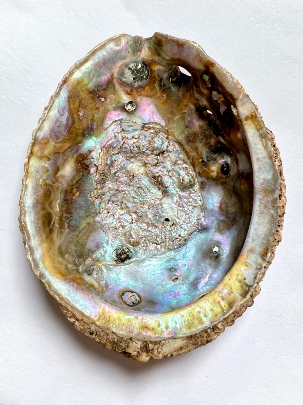 Large 5 1/4 Beautiful Abalone Shell Barnacles